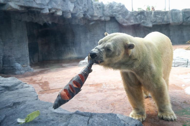 straits_times's tweet image. Inuka was an inquisitive and easy-going polar bear: Zookeepers str.sg/oGf8