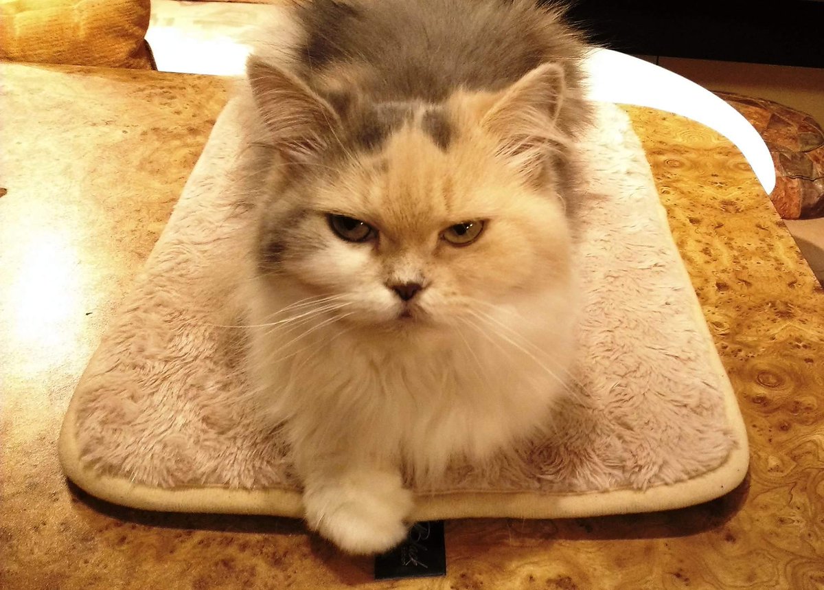 KahwJk's tweet photo. @FELINECO Khyrie 
#TheFelineFam https://t.co/grkuRCtunZ