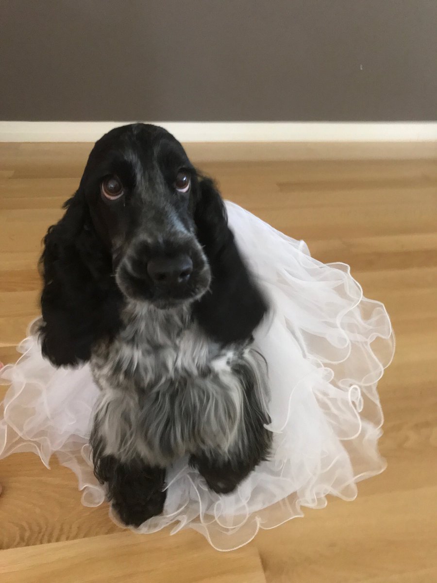 blue roan cocker spaniel puppy