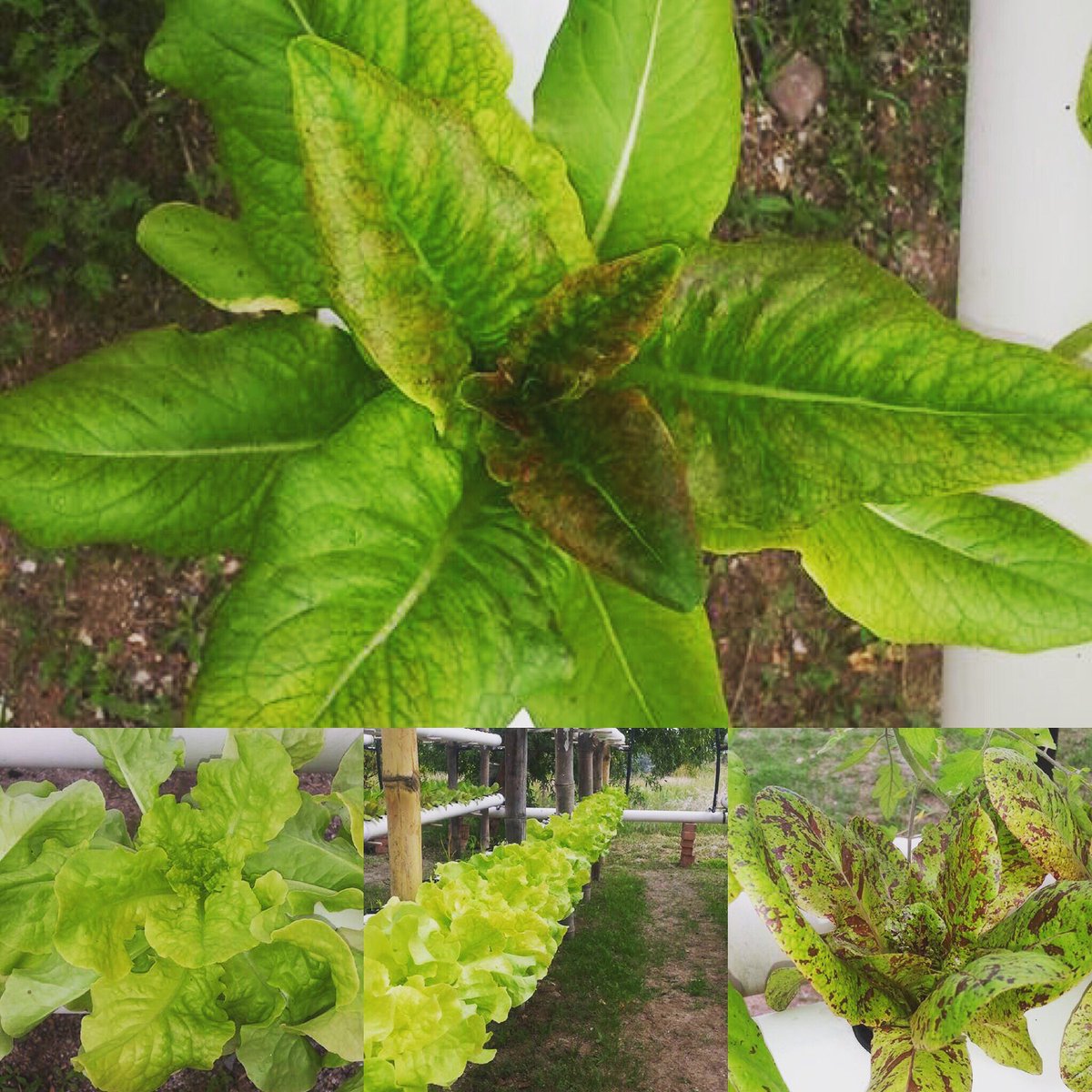 ale_indie's tweet photo. Our organic Aquaponic greens are ready! On sale this weekend! https://t.co/h0KSIyptU3
