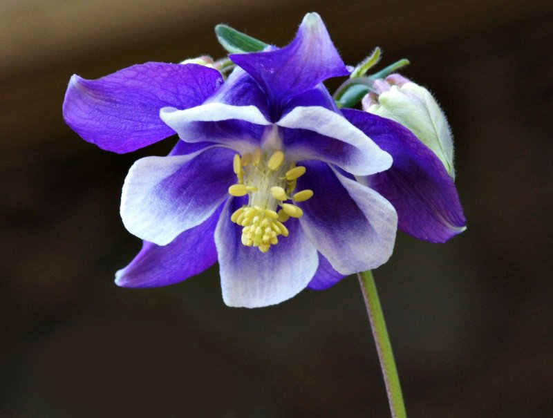 希望の花言葉 紫オダマキ 花言葉は 勝利への決意 ヨーロッパではライオンの強いパワーは オダマキ の葉を食べているからだと信じられ 紫の花の葉をこすりつけると勇気が出るとされてきました これが紫オダマキの花言葉の由来になっています 希望の花言葉 紫オダマキ 花言葉は 勝利への決意 ヨーロッパではライオンの強いパワーは オダマキ の葉を食べているからだと信じられ 紫の花の葉をこすりつけると勇気が出るとされてきました これが紫オダマキの花言葉の由来になっています