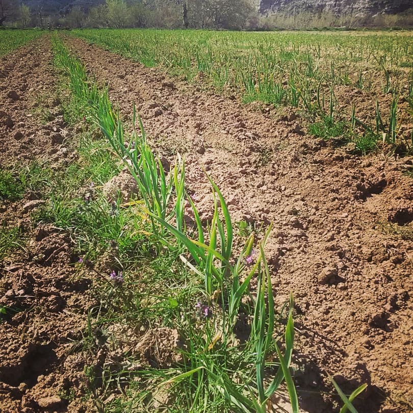 Ecodebio tweet media