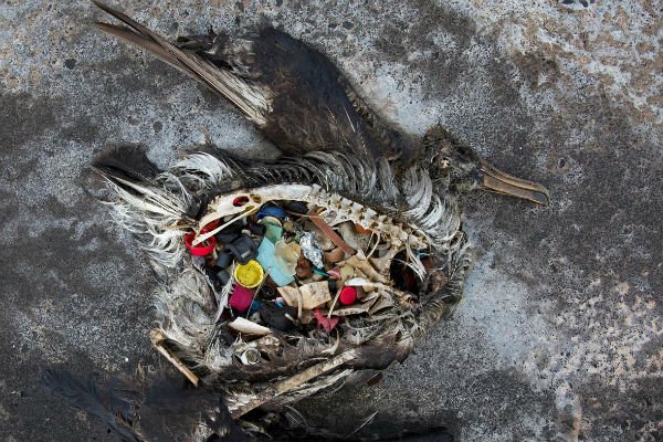 La cosiddetta Great Pacific Garbage Patch è la più grande zona di accumulo di #rifiuti galleggianti al mondo e rappresenta il sintomo di una malattia curabile solo cambiando modello di sviluppo. #BreakFreeFromPlastic buff.ly/2qUNm9N