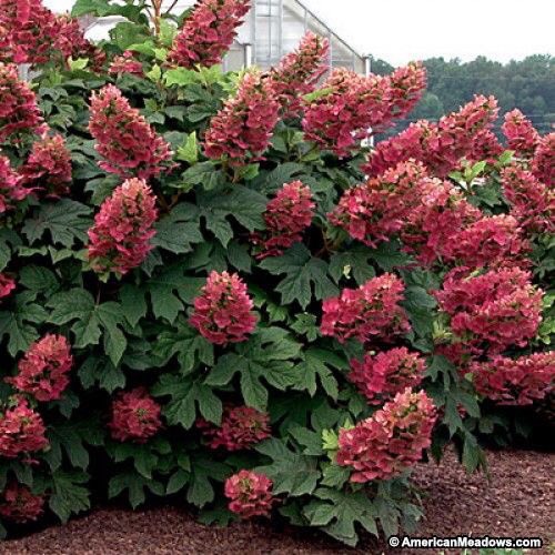 PlantnPencil's tweet photo. Hydrangea quercifolia - ‘Ruby Slippers' (zone 4-9) light pink and deepen to a reddish-magenta as they age. A fine choice for small spaces and planting in containers, leaves change to burgundy in fall  #landscape #landscapedesign #gardendesign #garden #hydrangea #plantnpencil https://t.co/yWaoblrXJL