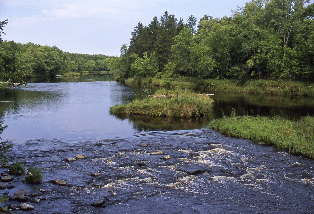 mnforestry's tweet photo. Trees keep soil in place and out of our lakes and rivers. Plant #Trees4CleanWater this #ArborMonth. More info at https://t.co/rLib9GQm28 #CleanWaterMN https://t.co/clGtO54UsN