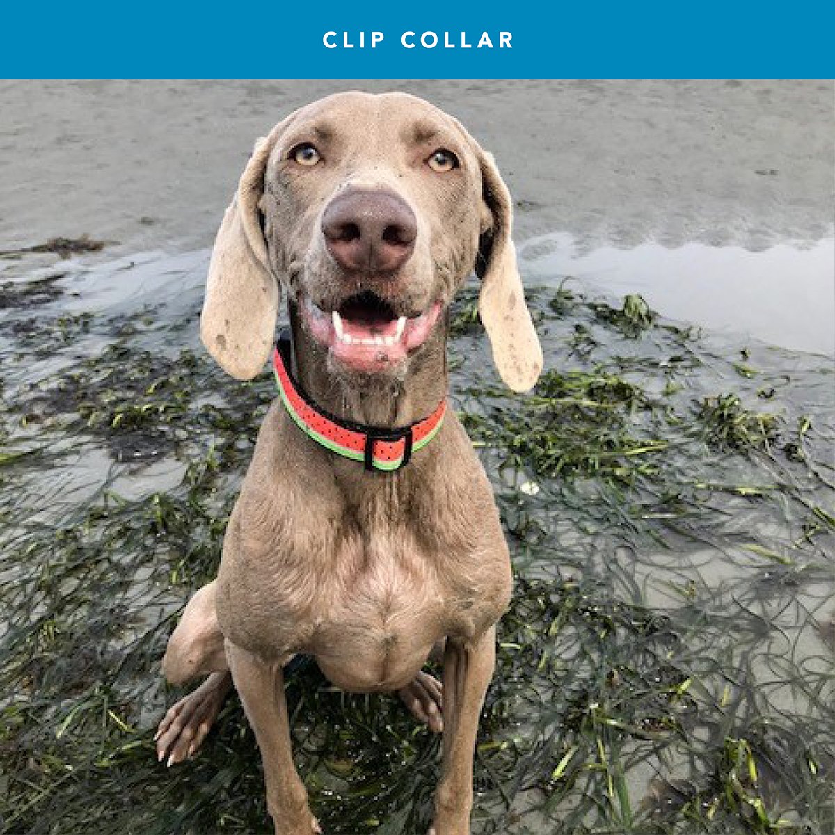 rc pets watermelon collar