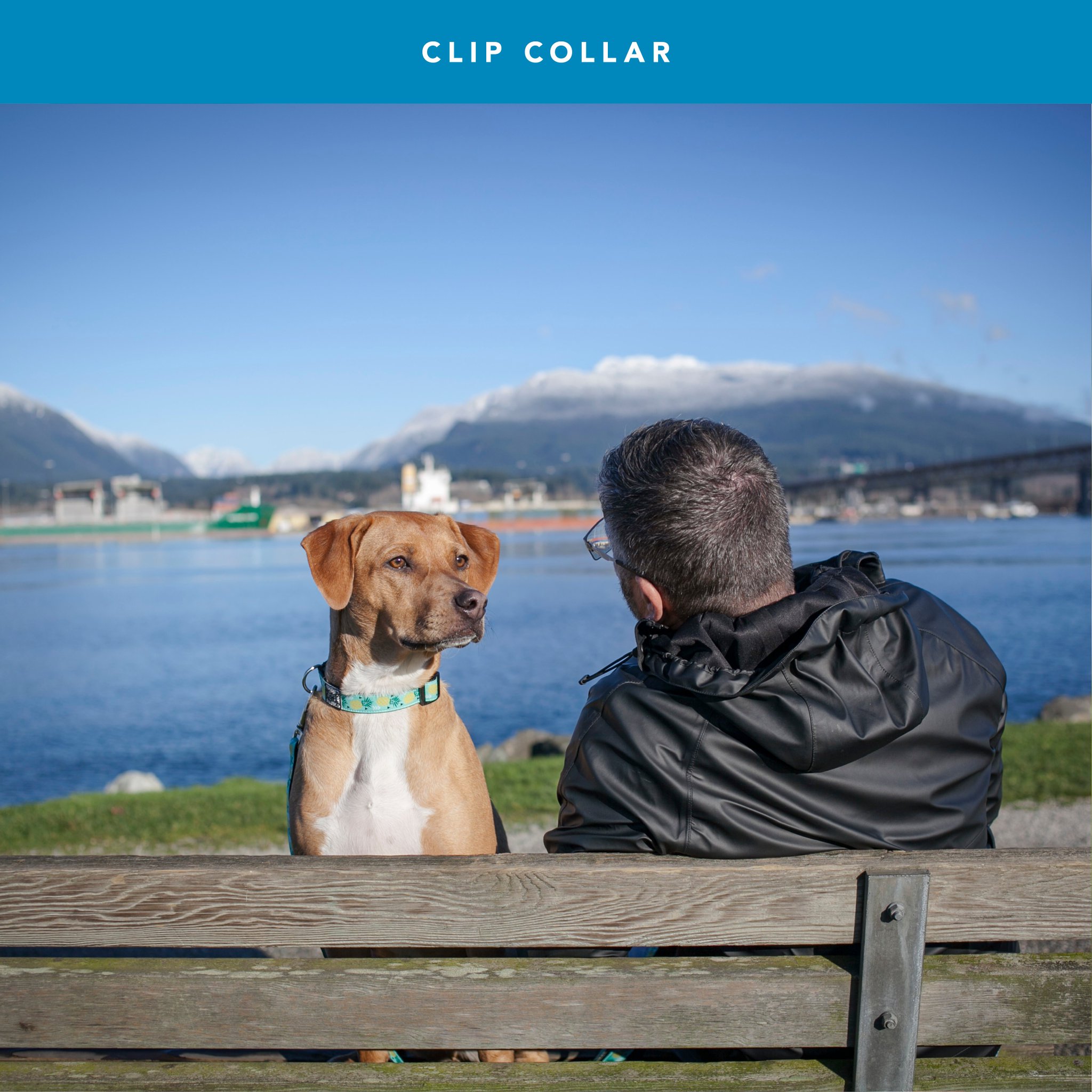 rc pets watermelon collar