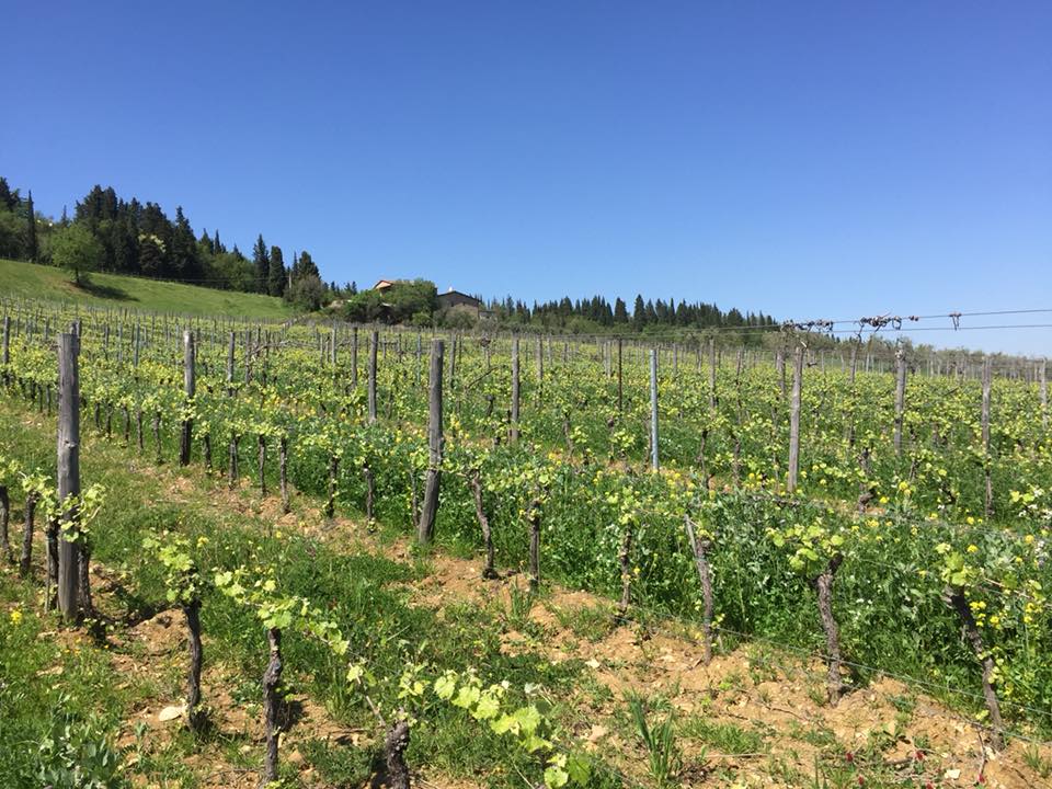 ToFriendsNL's tweet photo. En ook in Toscane is het lente! #biologic #biologisch bij ons wijnhuis @castelvecchioFI in Val di Pesa. https://t.co/zUS70pvk86