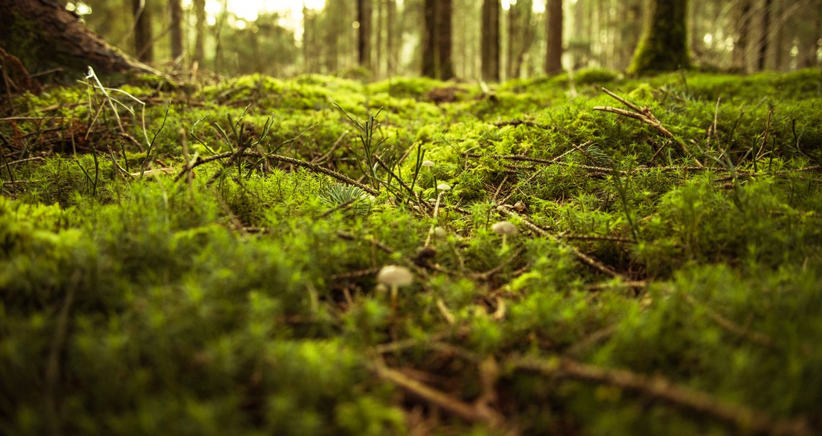 mnforestry's tweet photo. Forests soils trap sediment, nutrients, & pollutants suspended in rainwater, preventing them from entering ground & surface waters. Plant #Trees4CleanWater this #ArborMonth. More info at https://t.co/rLib9H7WTG https://t.co/2fdZEHnufJ