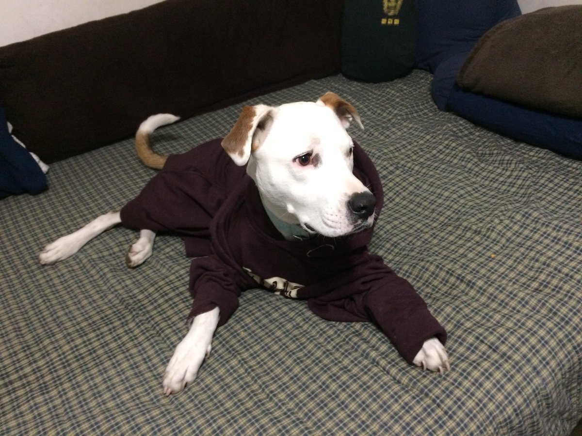 switchwlf's tweet image. My boy got cold the other day so we put a @HardTimes_UK hoodie on him.