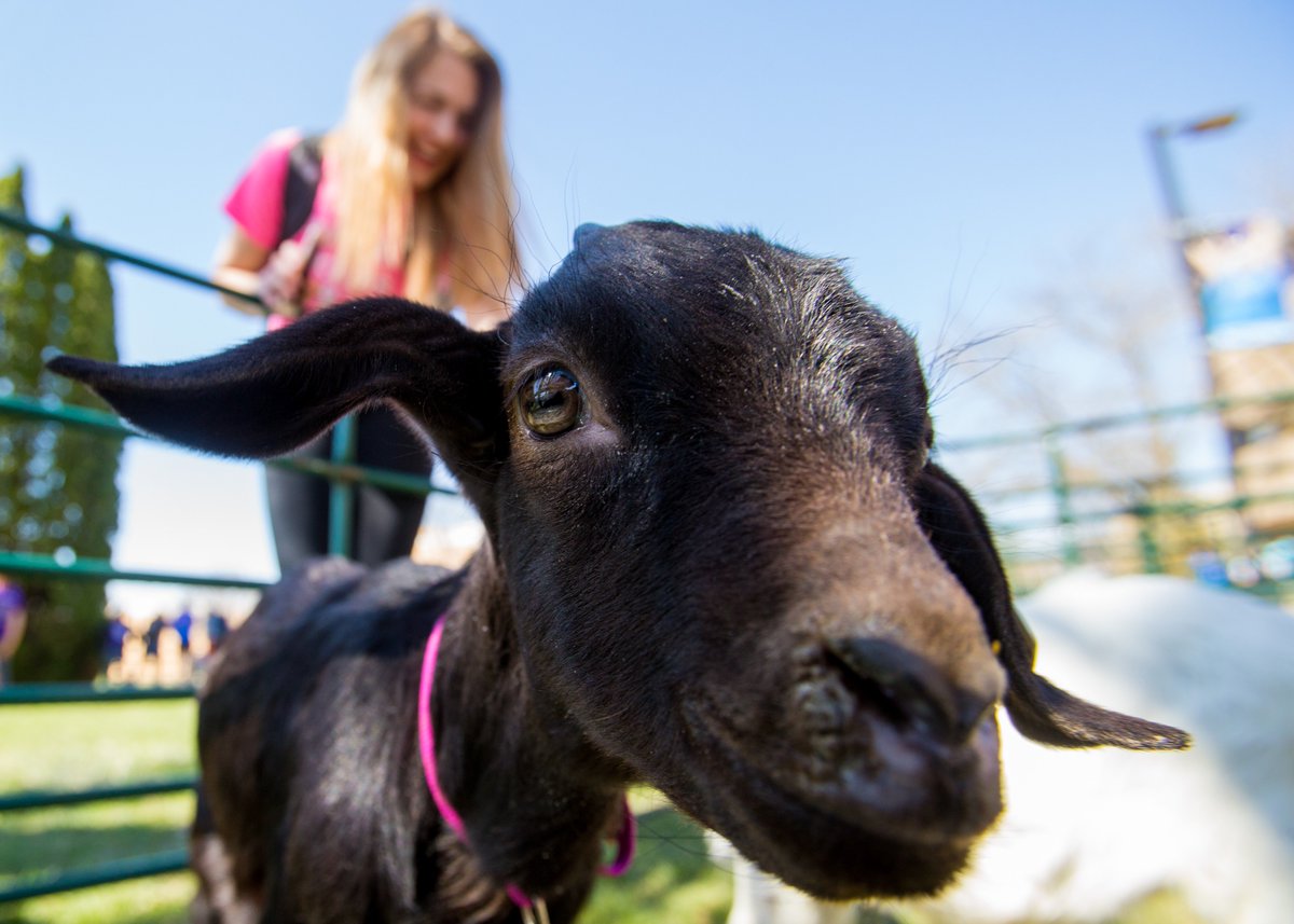 uwplatteville's tweet photo. Yesterday was Ag Day on Campus! Hope you had a chance to stop by! #uwplatteville @UWPlattevilleAg https://t.co/VgA5GJLdKz