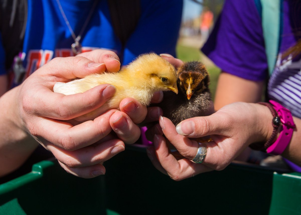 uwplatteville's tweet photo. Yesterday was Ag Day on Campus! Hope you had a chance to stop by! #uwplatteville @UWPlattevilleAg https://t.co/VgA5GJLdKz