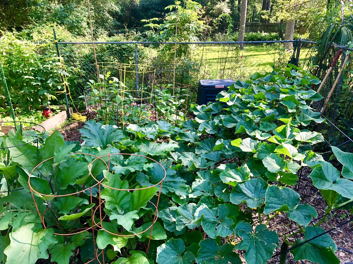 Northampton Veggie Gardeners tweet media