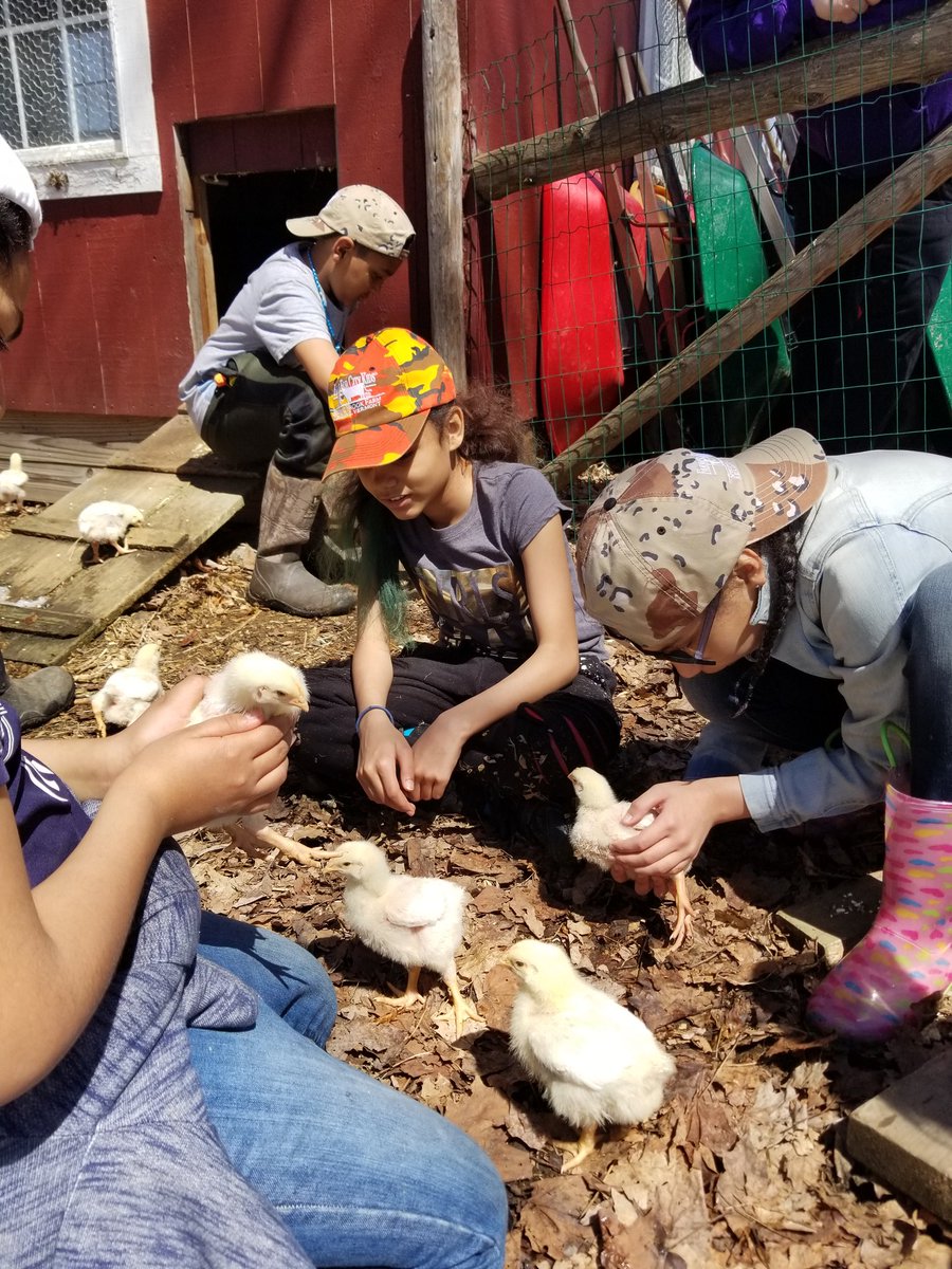 It finally feels like spring in Vermont! #Farmsforcitykids #Springbrookfarm #springchickens #tshirtweather