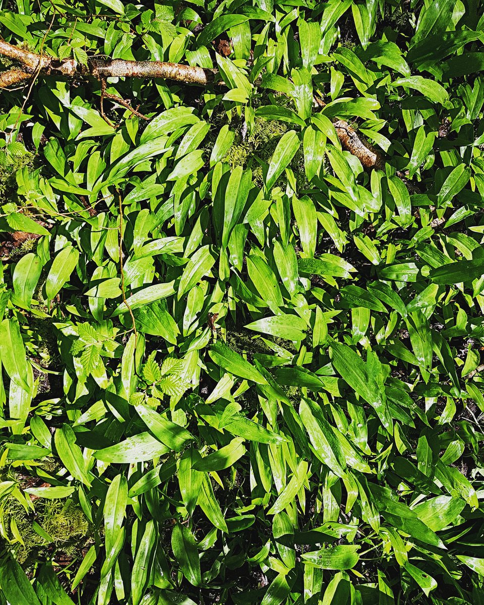 DeBurcaButcher's tweet photo. Rainy Wednesday in April, we make wild garlic sausages 🌱
#deburca #Castlebar #Mayo #seasonal #wildgarlic https://t.co/HHvChufnPG