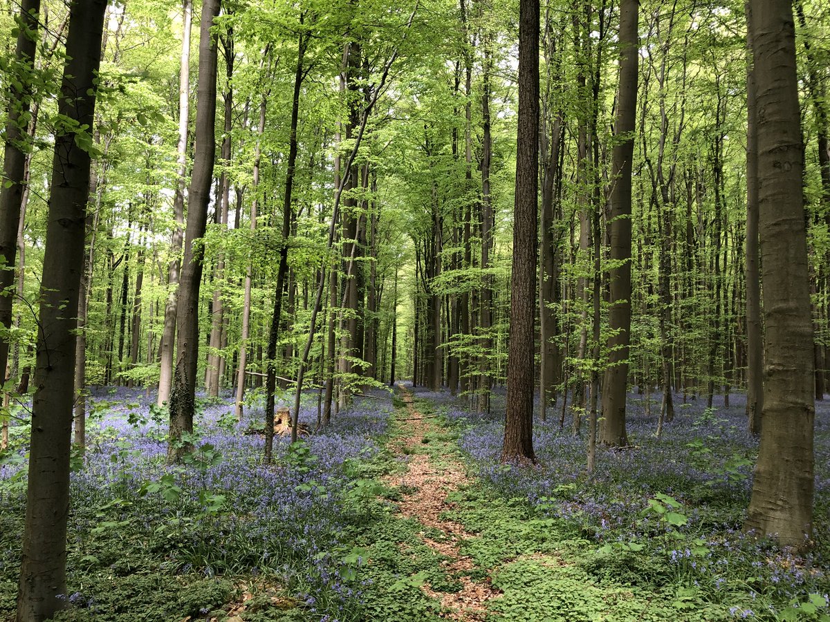 Nel magico bosco blu di Halle 🇧🇪 #hallerbos #travelblogger #viaggi
