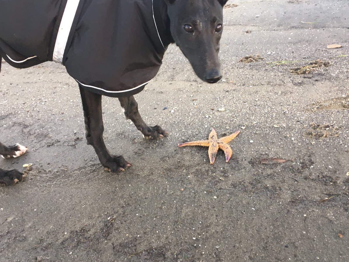 Timmosaurusrex's tweet image. Pipit is unhappy at the presence of the invasive northern Pacific sea star at Brighton doggy beach.
