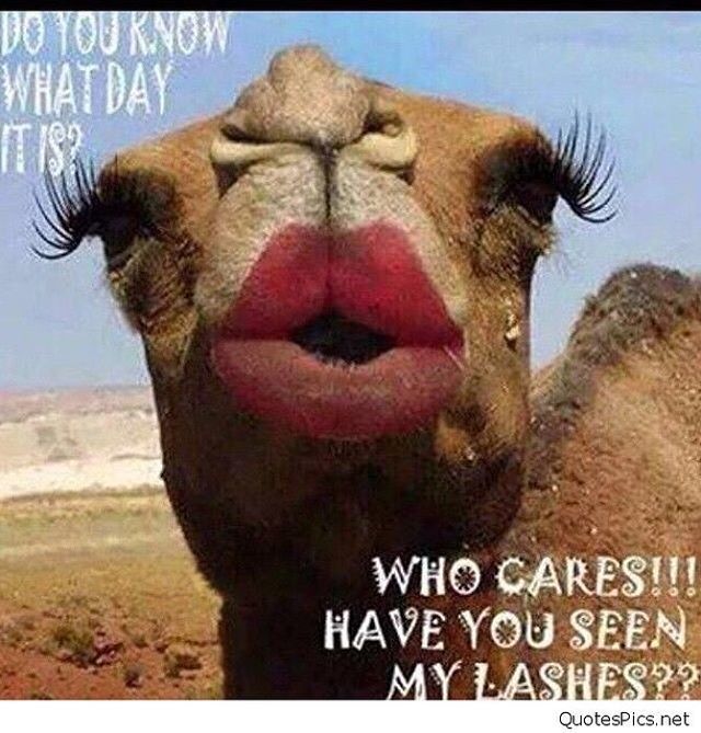 GiGi_FreemanRE's tweet photo. Happy hump day!! 💛🐫🐪 Make it a great day! https://t.co/pHJZr5aMmZ https://t.co/zxZ64iq74p