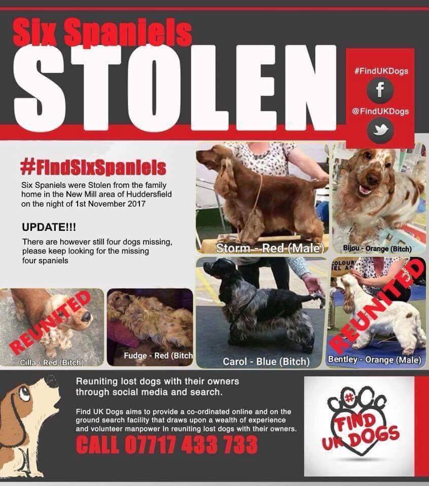 Stolen from their beds 6 months ago.. visit to owner who broke down crying..😢pain and heartache doesn’t go away... where are the 4 still outstanding? Carol, Storm, Bijou, and Fudge..🐶🐶🐶🐶Lets get them home.. Please RT far and wide.. #findsixspaniels @Dr_Dan_1 @DoglostUK 🤞🤞