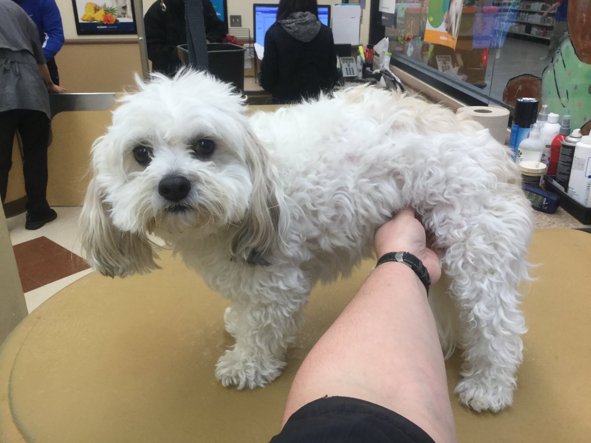 Petsmart Grooming-Commack tweet media