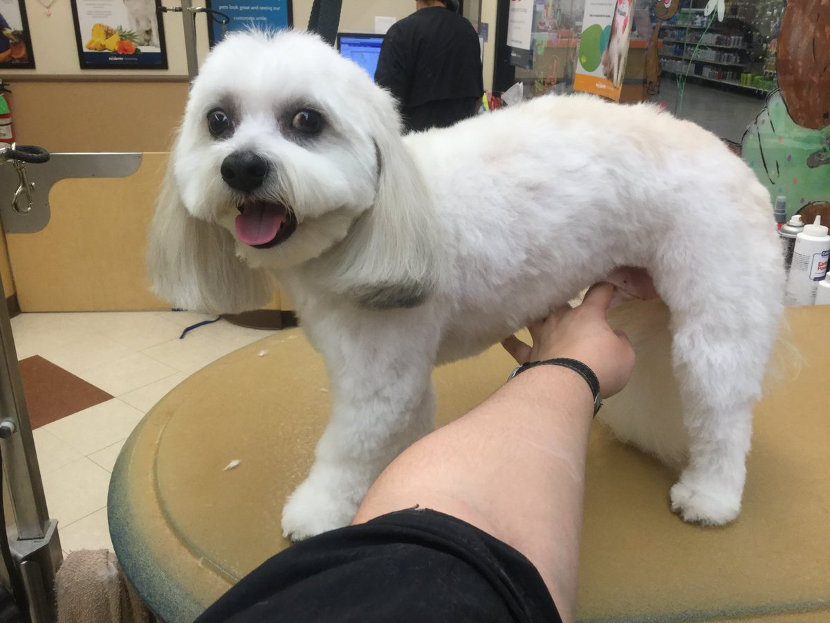 Rocky groomed by Jaime B. #1705 #LongIsland #northeastgrooming #extrememakeoverbichon #hempzpet
