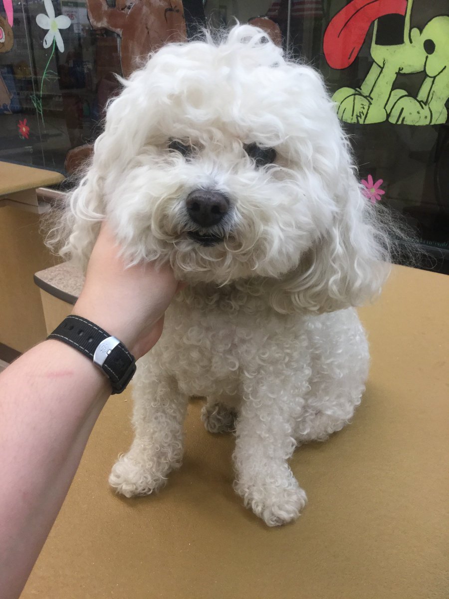 Petsmart Grooming-Commack tweet media