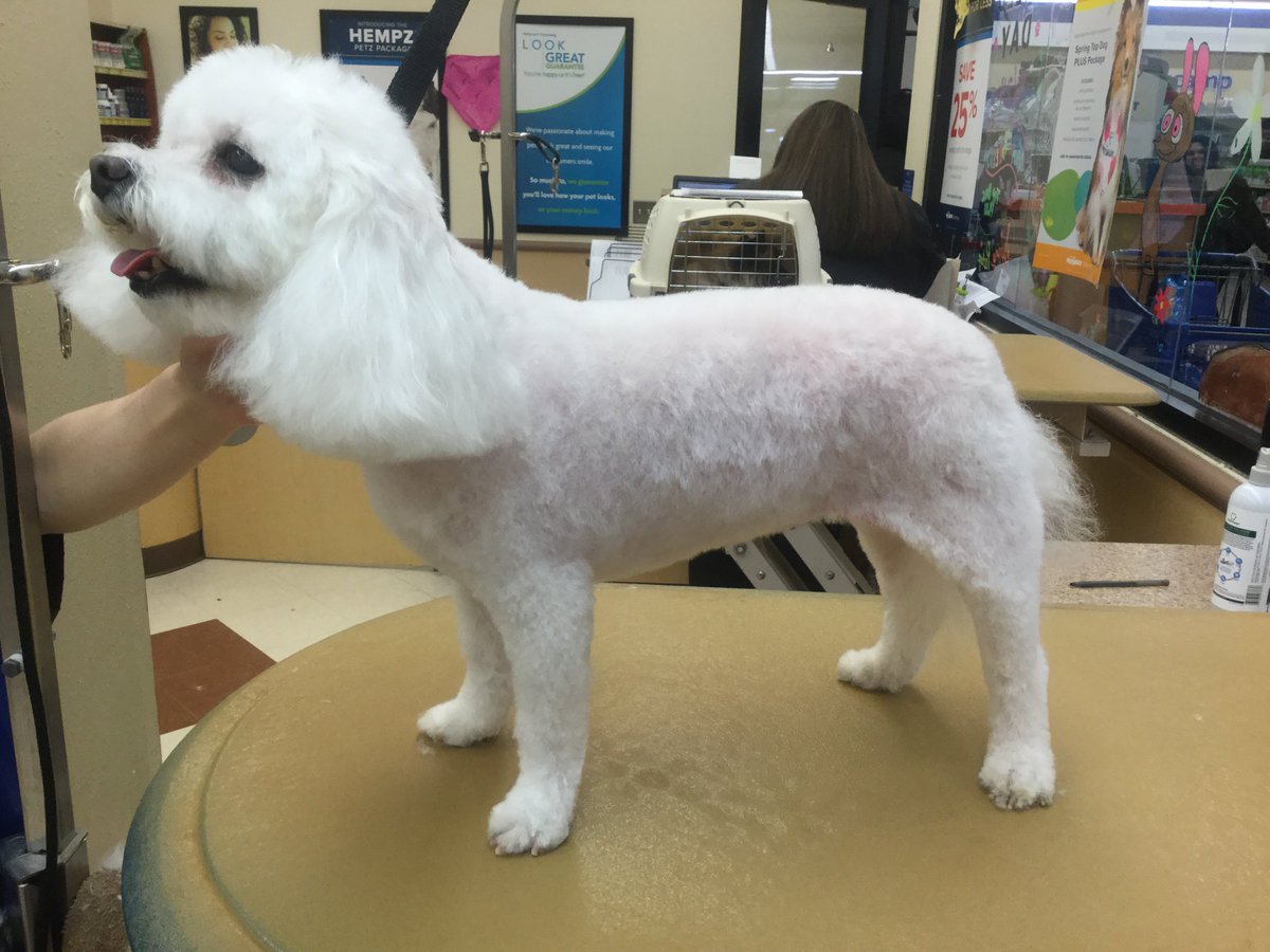 Hailey groomed by Jaime B. #1705 #longisland #northeastgrooming #extrememakeoverbichon #hempzpet