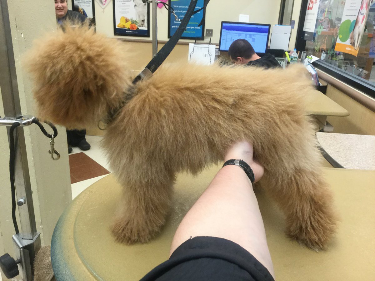 Petsmart Grooming-Commack tweet media