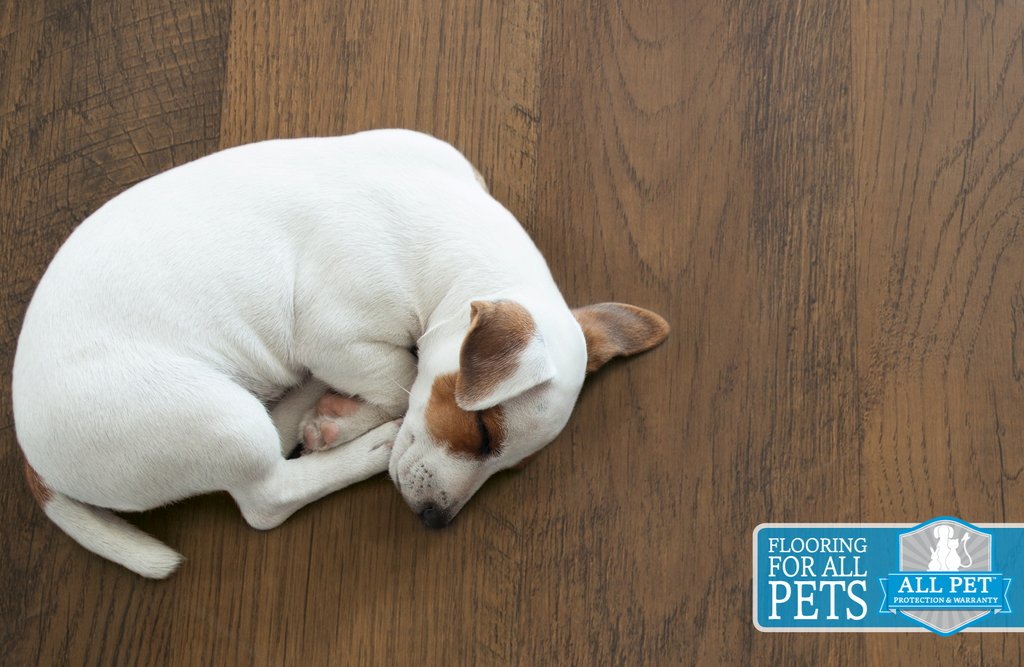 Petfriendlyflooring Hashtag On Twitter