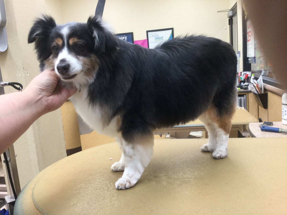 Cheyenne groomed by Jaime B. #1705 #longisland #northeastgrooming #extrememakeovertoyaussie #hempzpet