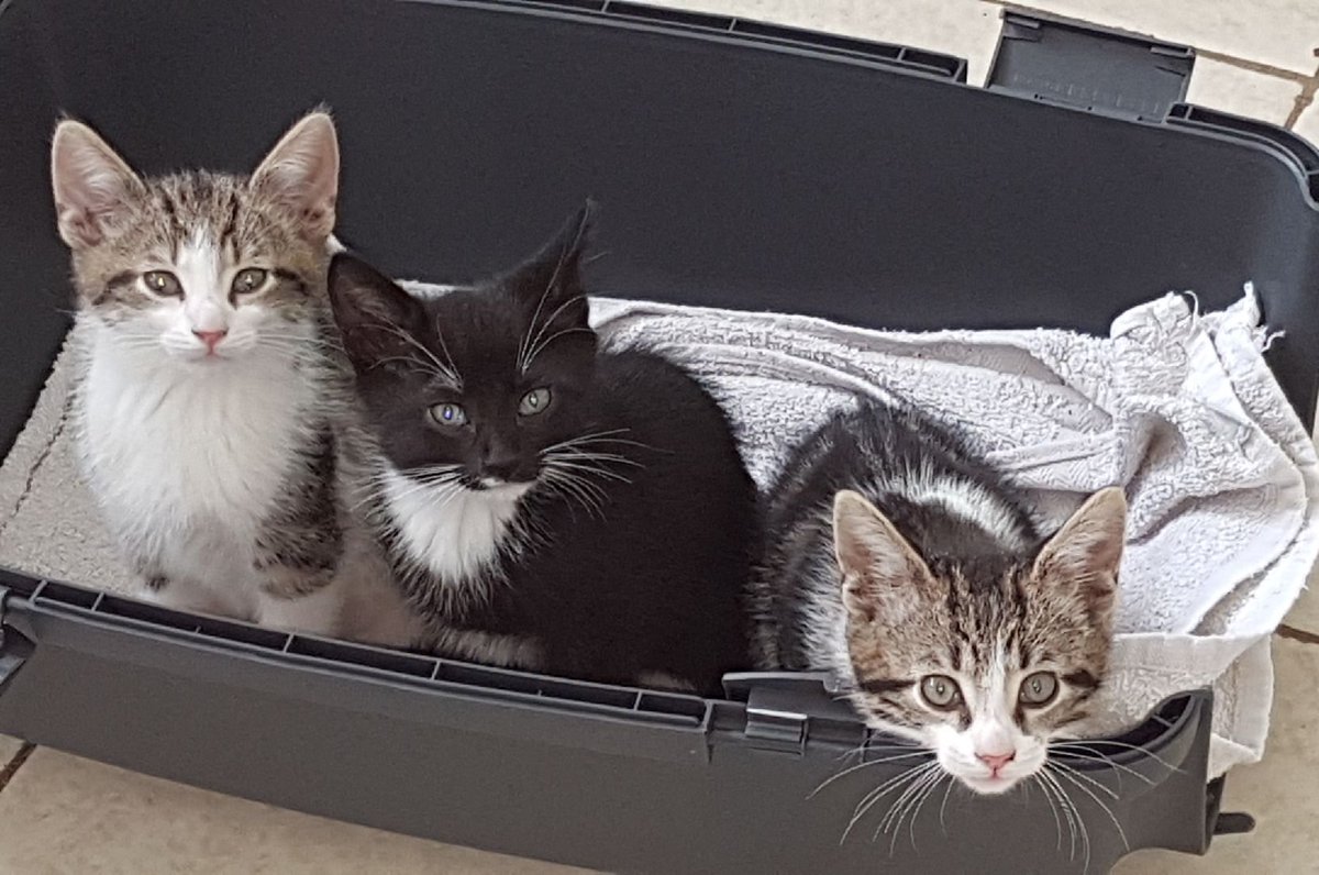 New pest control team at 9 weeks old!!