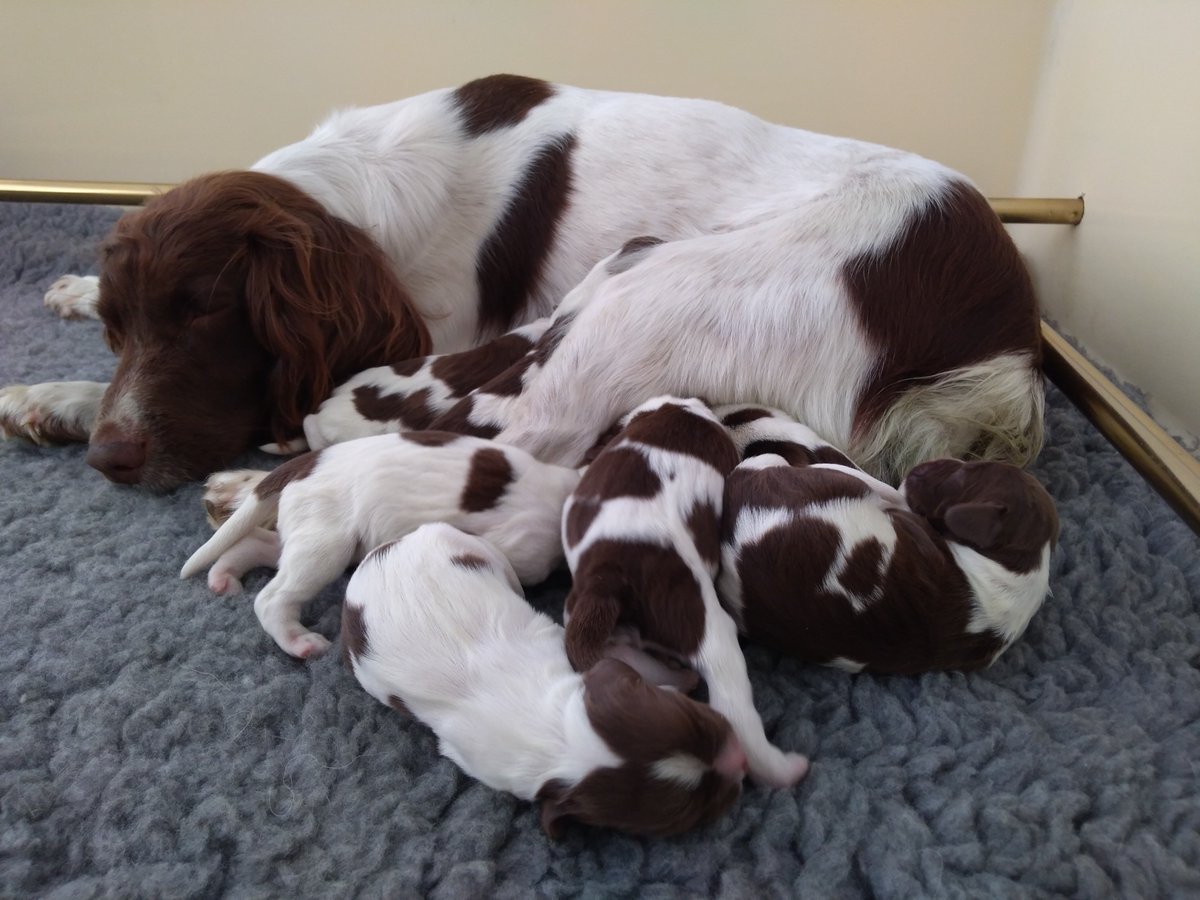 Meet our newest (and cutest) recruits!
The lovely Belle gave birth to seven English Spring Spaniels last night.
The puppies will live with their mum for the next eight weeks and then join our puppy training programme on their journey to be operational Police Dogs.