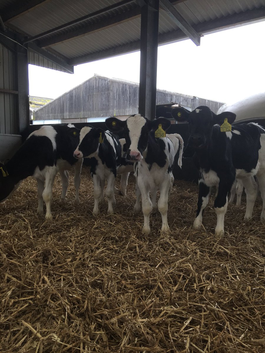 Great day out on farm with <a href="/ARN_SeanKennedy/">Sean Kennedy</a> weigh banding heifers #feedforgrowth