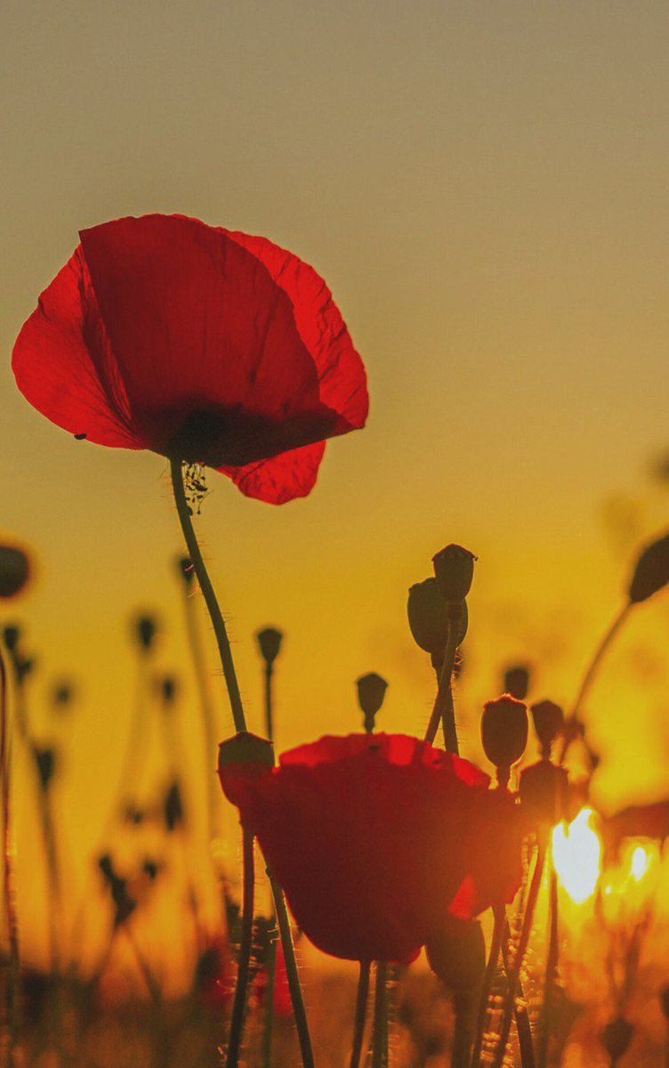 Beautiful pic..
      🌿🌺🌿🌺🌿🌺#Poppies