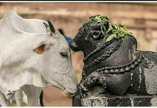 Madhuha2's tweet photo. तुम हो पथ्थर के और मुझमे है जान,

तुम पूजे जाते हो,मुझे क्यों लाठी मारे ये इंसान😔😔
!!इस तस्वीर के लिये आज मेरे पास सब्द नही है. https://t.co/k9Eb4pTRUR