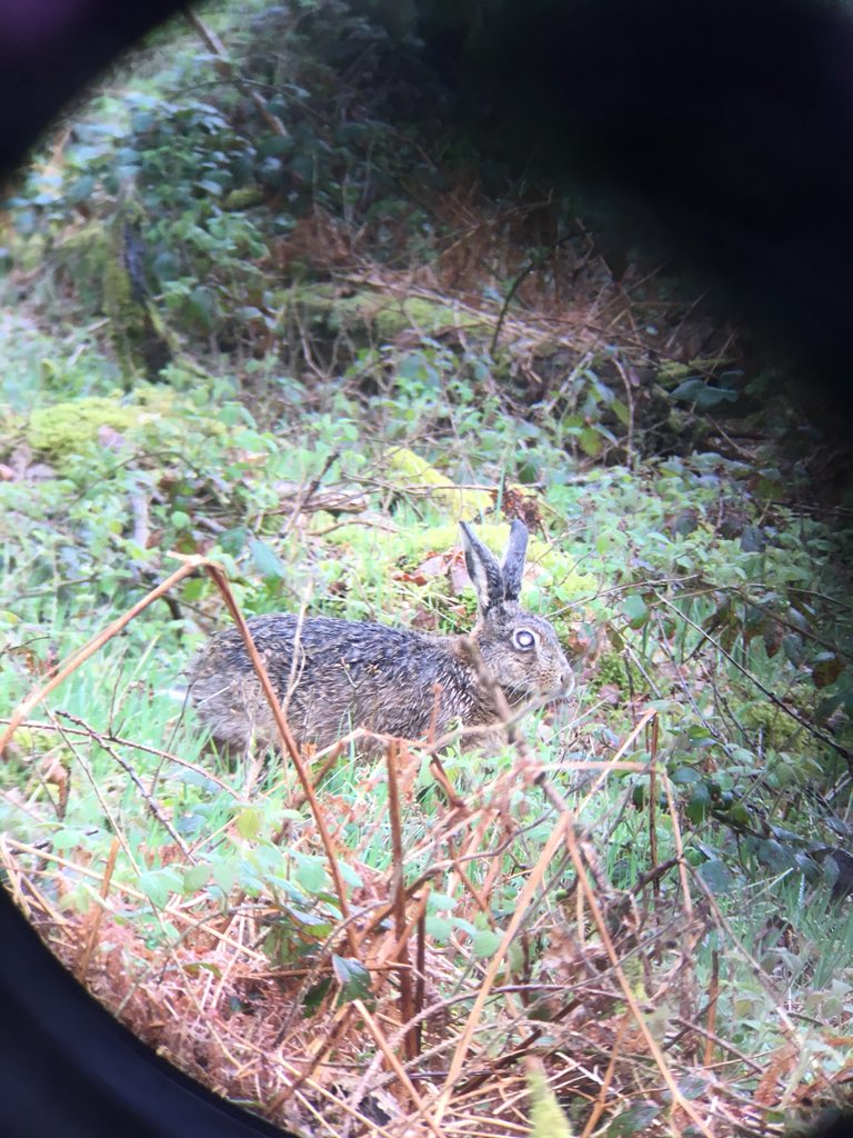 PiedflyWales's tweet photo. Statistically Wednesday at 2pm is the #BestTimeToTweet as I learnt from @stevedudley_ @IBIS_journal conference. Also you need a pic, here’s a Rabbit https://t.co/nXNadDZdK7
