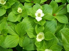 greenthumbfarms's tweet photo. Sodding Suggestion feature #5 is the Bunchberry Sod.  This pretty little plant provides a splash from spring to fall, and edible berries to boot!  Check it out at https://t.co/KwJ0Tr9CjY #nativesod #plantsomethingme https://t.co/eOl9FIrvmj