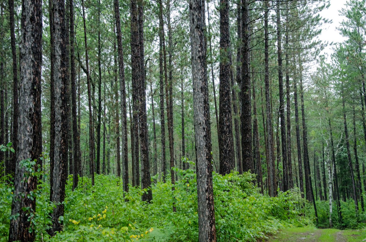 mnforestry's tweet photo. Forests produce four times less storm runoff than an agricultural field during a 4-inch rainfall. Plant #Trees4CleanWater this #ArborMonth. More info at https://t.co/rLib9GQm28 #CleanWaterMN https://t.co/ADZEexRpk4