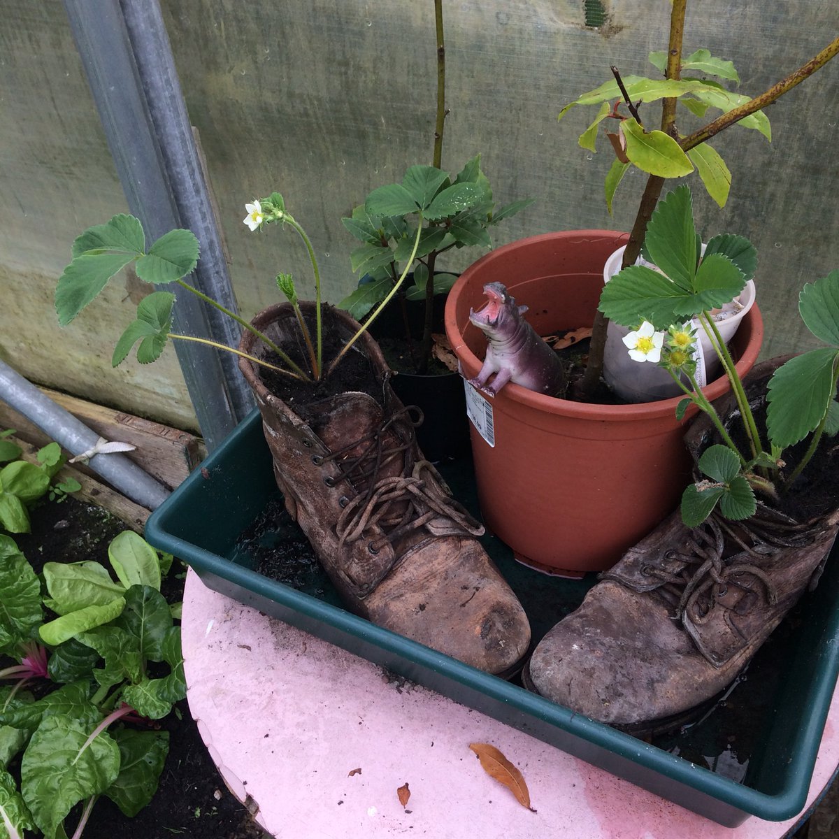 Planting by the moon &amp; peer-to-peer organic growing... green #WednesdayWisdom shared <a href="/EcoDebdale/">Debdale EcoCentre</a> via @FCFCG <a href="/VeganOrganic/">VeganOrganic</a> #biodynamic #organic