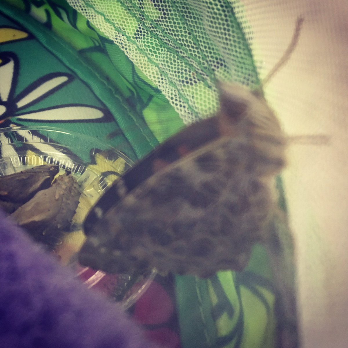 nmsraidersread's tweet photo. Our first butterfly has emerged! Welcome #12! My bet was on #17 being first but now I'm thinking she was just being dramatic with all her shaking and shimmying. https://t.co/SIX6CZAcci