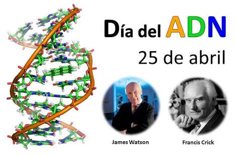 ValleChalcoJRM's tweet photo. 25 de abril se celebra el #DíaMundialDelADN en conmemoración a la fecha de publicación del artículo en el que el biólogo James Watson y el físico Francis Crick presentaron el modelo de la estructura en doble hélice del ADN. #DatosJRM @Soy_JRM https://t.co/Zp05ieC1xV