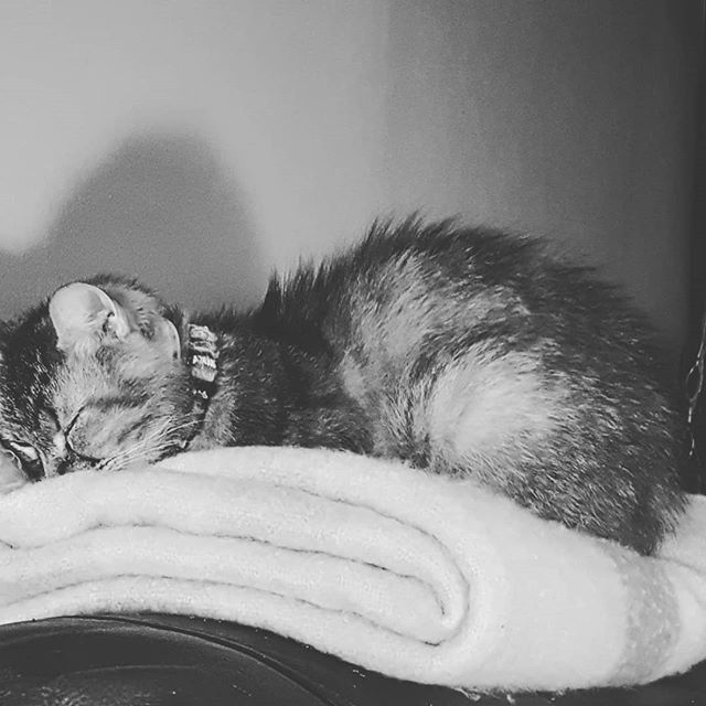 PatinaBirdJaci's tweet photo. It's #freezing in my house and I just want to #curlup and watch a movie. My #cat is using my #blanket so I guess I'll just #freeze until she decides that she's ready to #giveitup #wakeupcat #neverwakeasleepingcat #shestoocute to disturb. Obviously #Ilo… https://t.co/suu55z8aqX https://t.co/MSH46D9t8A