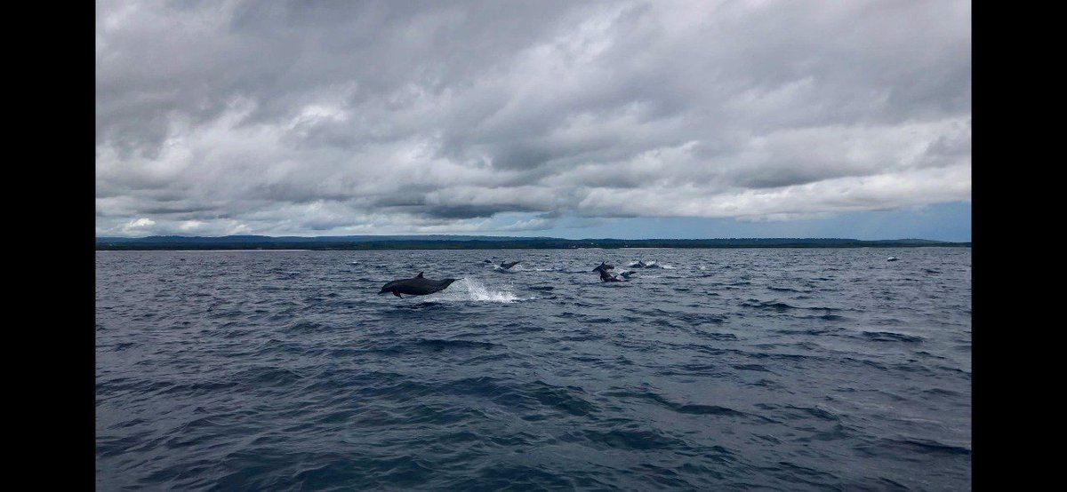 WatamuMarineAssoc. (@watamumarine) on Twitter photo News from #KenyaMarineMammalNetwork from Justin Brown in Tiwi - 1st photos of 60 spinner dolphins nr #Diani Helps us #gis map #Kenya for dolphin and whale populations. Helps conservation & tourism <a href="/MagicalKenya/">Kenya Tourism Board</a> <a href="/Esri/">Esri</a> <a href="/MGilleyM/">Gilbert Mwang'ombe M</a> <a href="/kwskenya/">Kenya Wildlife Service</a> <a href="/wildlifedirect/">WildlifeDirect</a> News from #KenyaMarineMammalNetwork from Justin Brown in Tiwi - 1st photos of 60 spinner dolphins nr #Diani Helps us #gis map #Kenya for dolphin and whale populations. Helps conservation & tourism <a href="/MagicalKenya/">Kenya Tourism Board</a> <a href="/Esri/">Esri</a> <a href="/MGilleyM/">Gilbert Mwang'ombe M</a> <a href="/kwskenya/">Kenya Wildlife Service</a> <a href="/wildlifedirect/">WildlifeDirect</a>