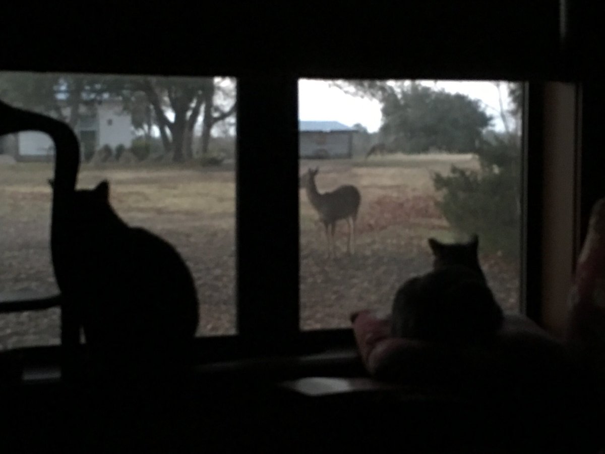 The deer came to see the cats✌🏽