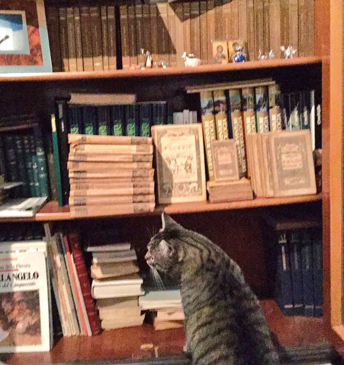 BrufoloBill's tweet photo. @Federic36190868 @beppesevergnini @globalista @7Corriere @chsever @royalgattin @Stefano32847521 @CaronteT @giuvilmo @CasaScrittori @cittadeilibri Bello😻anche il tuo. Il mio è un vorace lettore😺A volte va in libreria per scegliere il suo autore preferito📚Qui👇durante una perlustrazione.Chissà se anche la Priscilla🐱di Bsev festeggia🎊il primo anno del 7⃣📰miagolando #ioleggo7🍀 https://t.co/quXEDEv62s