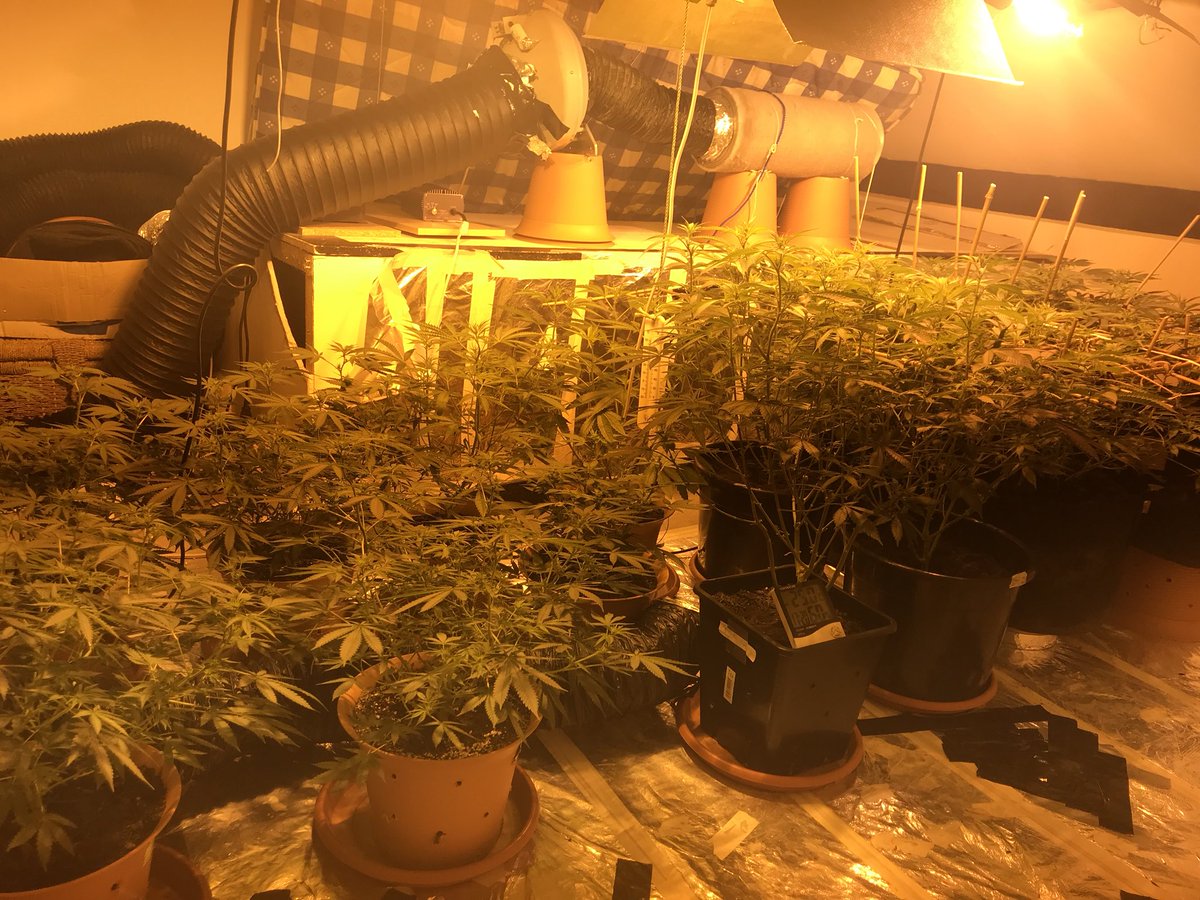 MPSBarnet's tweet photo. #CrimeReductionUnit conducted a Section 23 Misuse of Drugs Act Warrant at an address in #EN4 and find a cannabis factory in the loft. Enquiries are on-going to locate the suspect https://t.co/b2l6jjxTRb