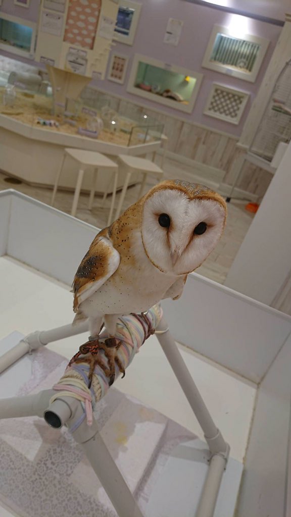 🐰 saki ° ♡:. tweet media