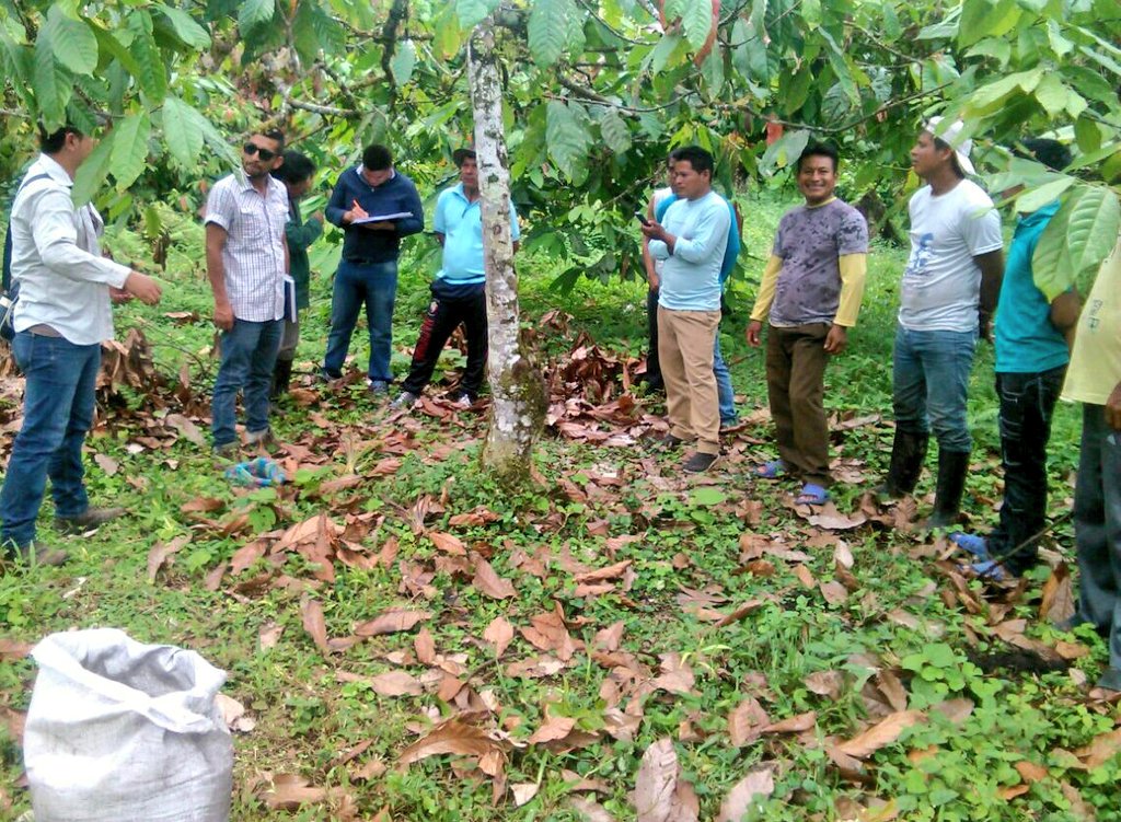 Fercho_Cruz90's tweet photo. Nacionalidad Chachi recibe beneficios de #GranMingaAgropecuaria, talleres sobre manejo y fertilización en cultivos de cacao permiten a los agricultores del sector "Río Canandé" optimizar recursos en la producción de este importante rubro. #ProyectoCaféYCacao #PITTPA https://t.co/T1AwqcSyaj