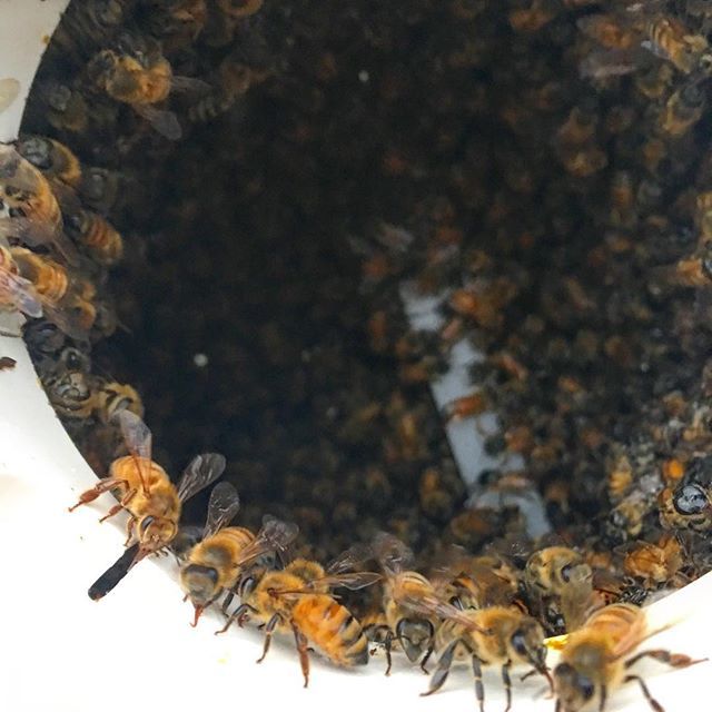 JacobsHFarm's tweet image. Here a pic of those beautiful bees in the package that I installed from @queen_right_colonies 😍🐝💛
#beekeeping 
#beekeeper 
#packagebees
#queenright 
#localhoney
#newbees
#farmlife ift.tt/2Jr4hYe