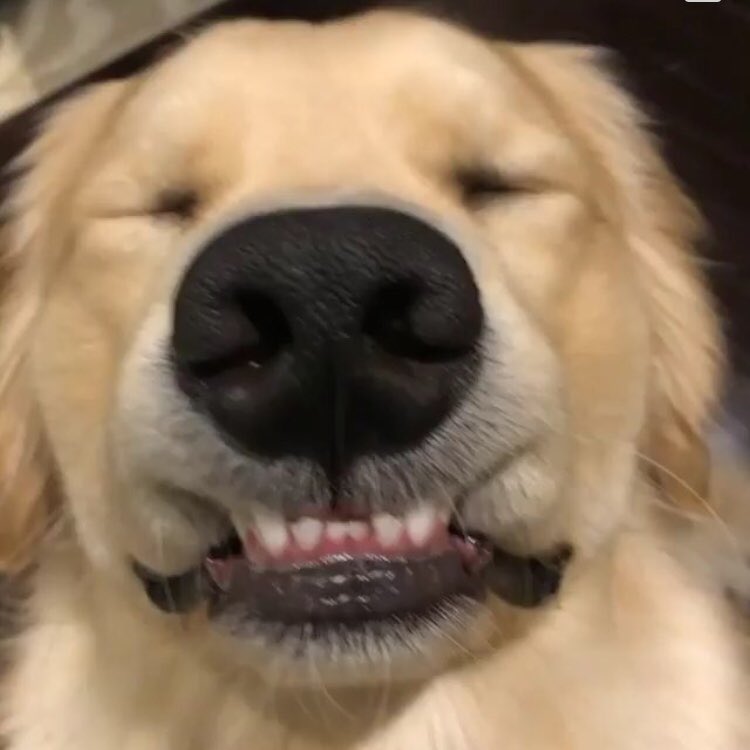 Siska Yuanita On Twitter Me White Girling Over Golden Retriever